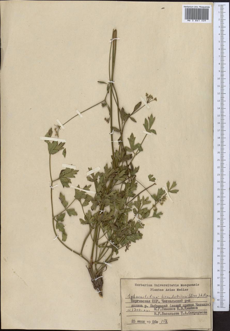 Sphaenolobium tianschanicum (Korovin) Pimenov, Middle Asia, Western Tian Shan & Karatau (M3) (Kyrgyzstan)