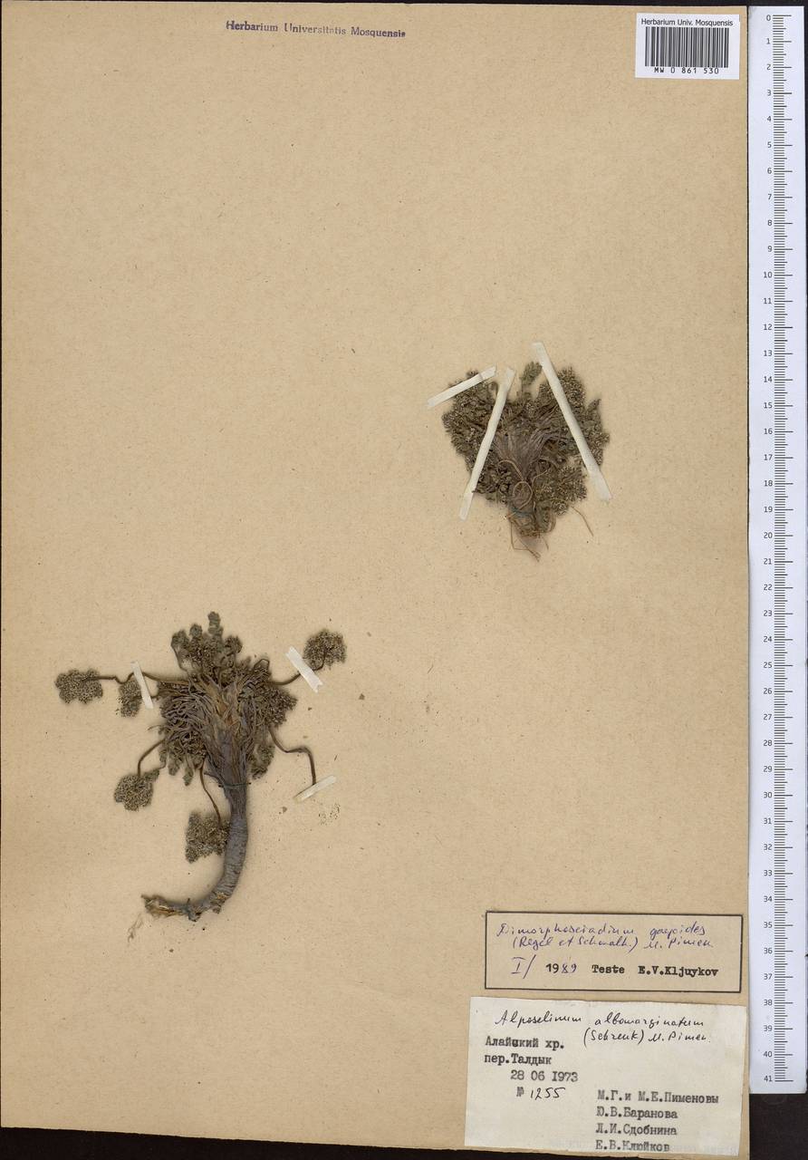 Dimorphosciadium gayoides (Regel & Schmalh.) Pimenov, Middle Asia, Pamir & Pamiro-Alai (M2) (Kyrgyzstan)