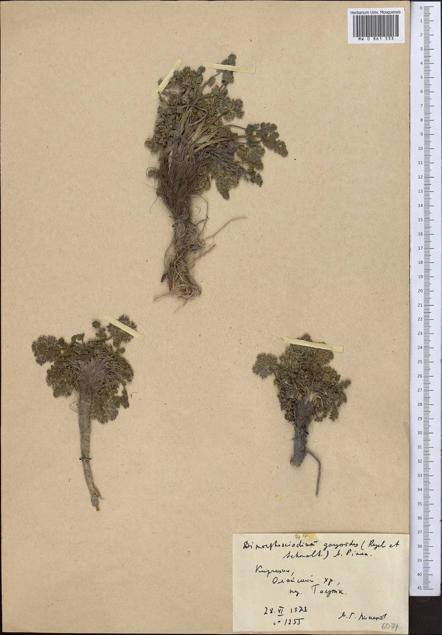 Dimorphosciadium gayoides (Regel & Schmalh.) Pimenov, Middle Asia, Pamir & Pamiro-Alai (M2) (Kyrgyzstan)