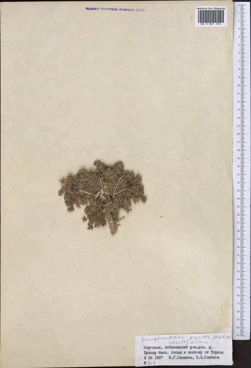 Dimorphosciadium gayoides (Regel & Schmalh.) Pimenov, Middle Asia, Northern & Central Tian Shan (M4) (Kyrgyzstan)