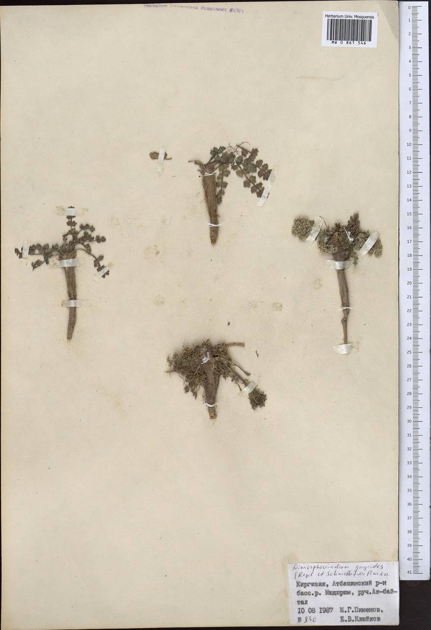 Dimorphosciadium gayoides (Regel & Schmalh.) Pimenov, Middle Asia, Northern & Central Tian Shan (M4) (Kyrgyzstan)
