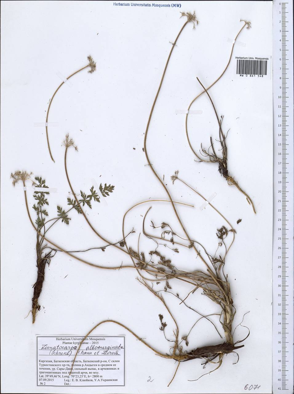 Lomatocarpa albomarginata (Schrenk) Pimenov & Lavrova, Middle Asia, Pamir & Pamiro-Alai (M2) (Kyrgyzstan)