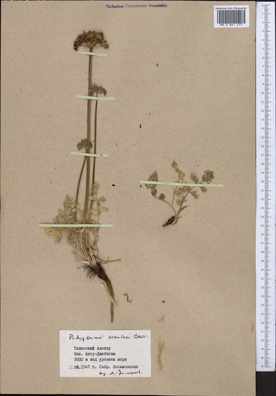 Lomatocarpa albomarginata (Schrenk) Pimenov & Lavrova, Middle Asia, Western Tian Shan & Karatau (M3) (Kazakhstan)