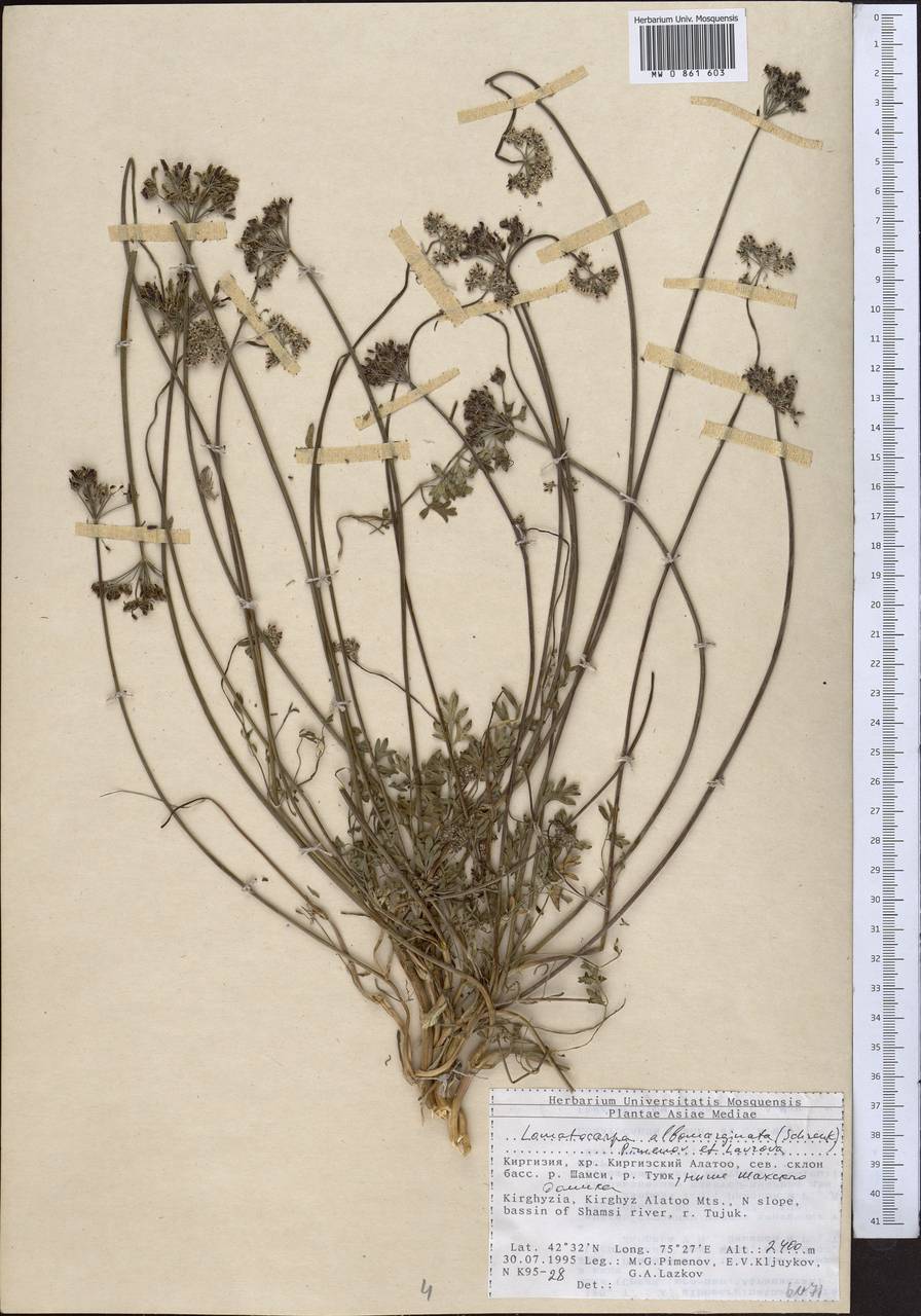 Lomatocarpa albomarginata (Schrenk) Pimenov & Lavrova, Middle Asia, Northern & Central Tian Shan (M4) (Kyrgyzstan)