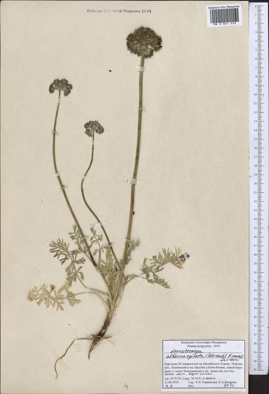 Lomatocarpa albomarginata (Schrenk) Pimenov & Lavrova, Middle Asia, Northern & Central Tian Shan (M4) (Kyrgyzstan)