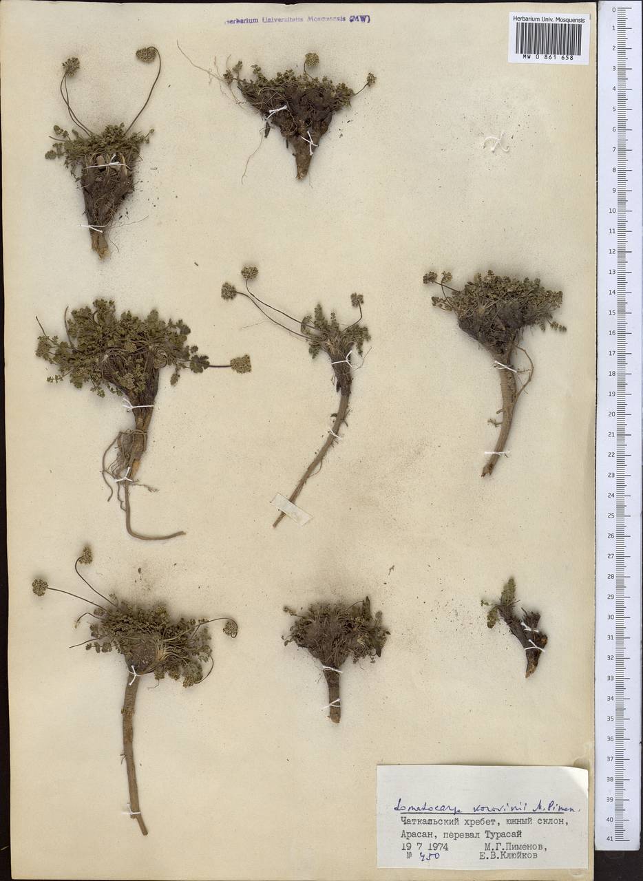 Lomatocarpa alata (Korovin) Pimenov, Middle Asia, Western Tian Shan & Karatau (M3) (Uzbekistan)