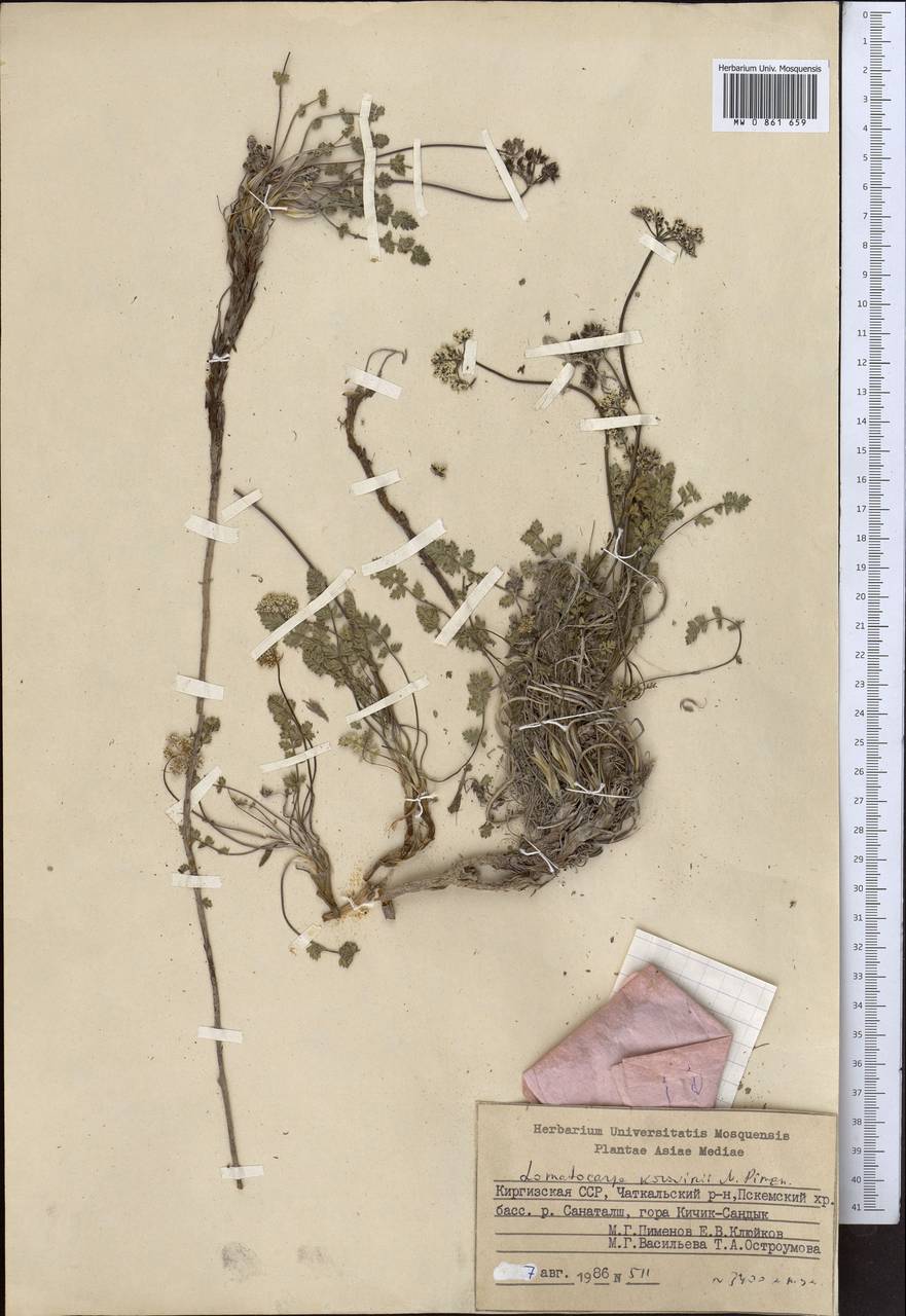 Lomatocarpa alata (Korovin) Pimenov, Middle Asia, Western Tian Shan & Karatau (M3) (Kyrgyzstan)