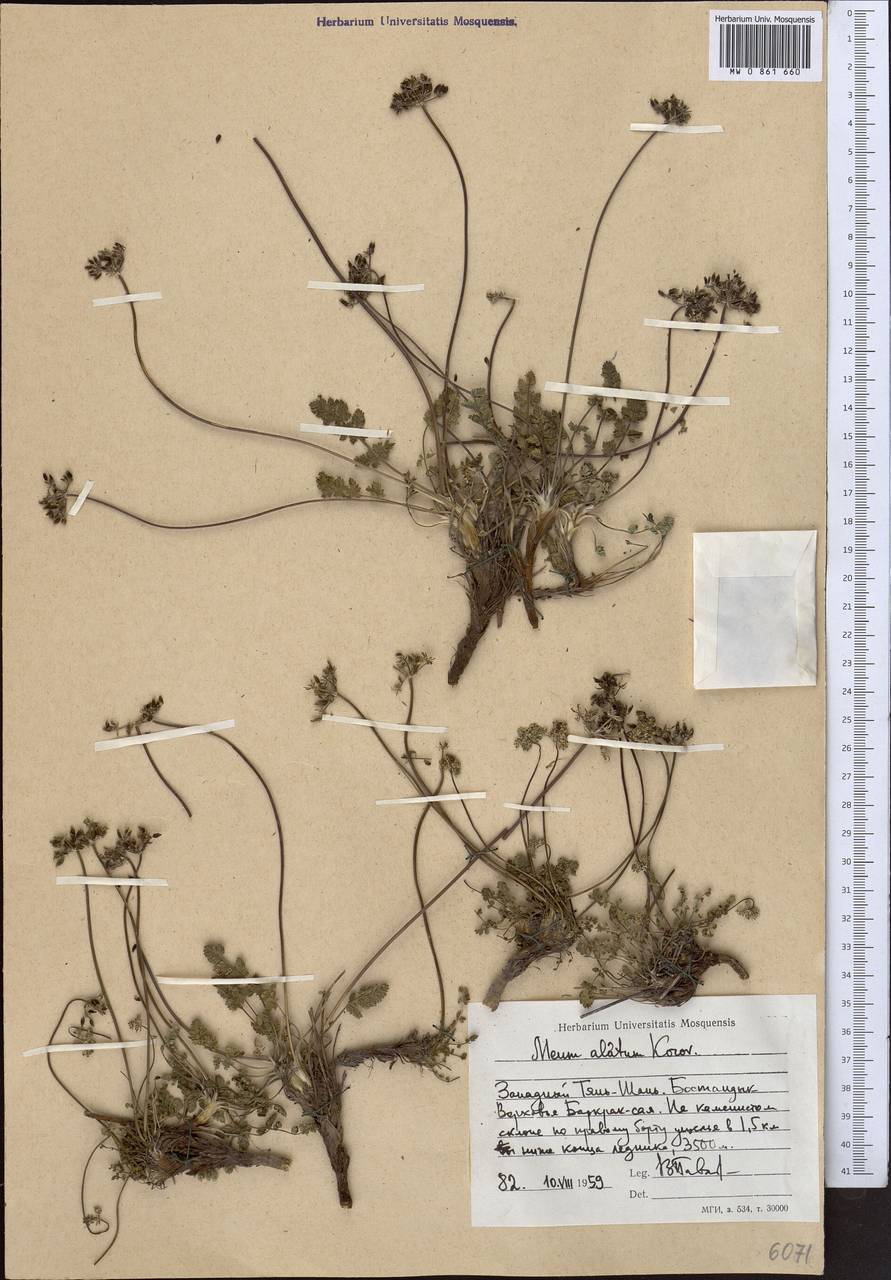 Lomatocarpa alata (Korovin) Pimenov, Middle Asia, Western Tian Shan & Karatau (M3) (Uzbekistan)
