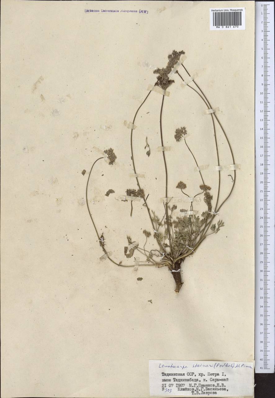 Lomatocarpa steineri (Podlech) Pimenov, Middle Asia, Pamir & Pamiro-Alai (M2) (Tajikistan)