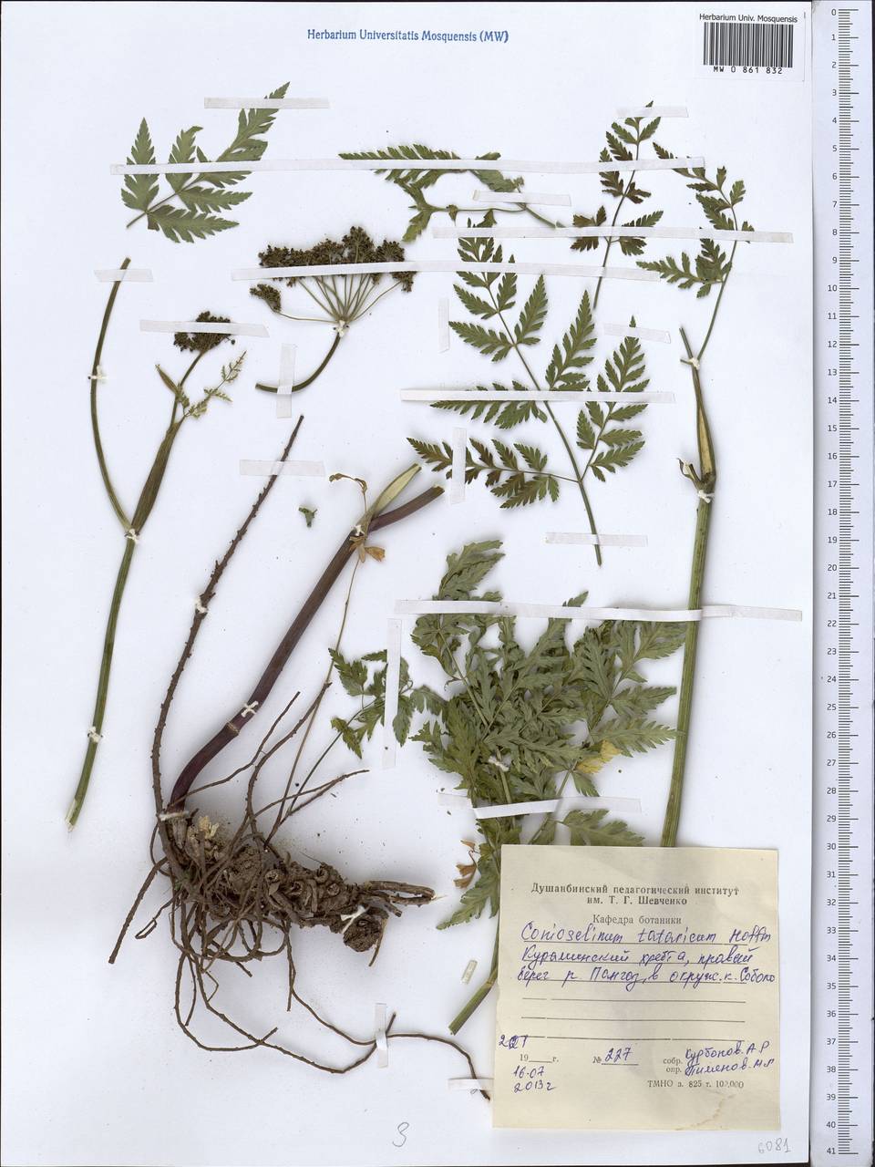 Conioselinum tataricum Hoffm., Middle Asia, Western Tian Shan & Karatau (M3) (Tajikistan)