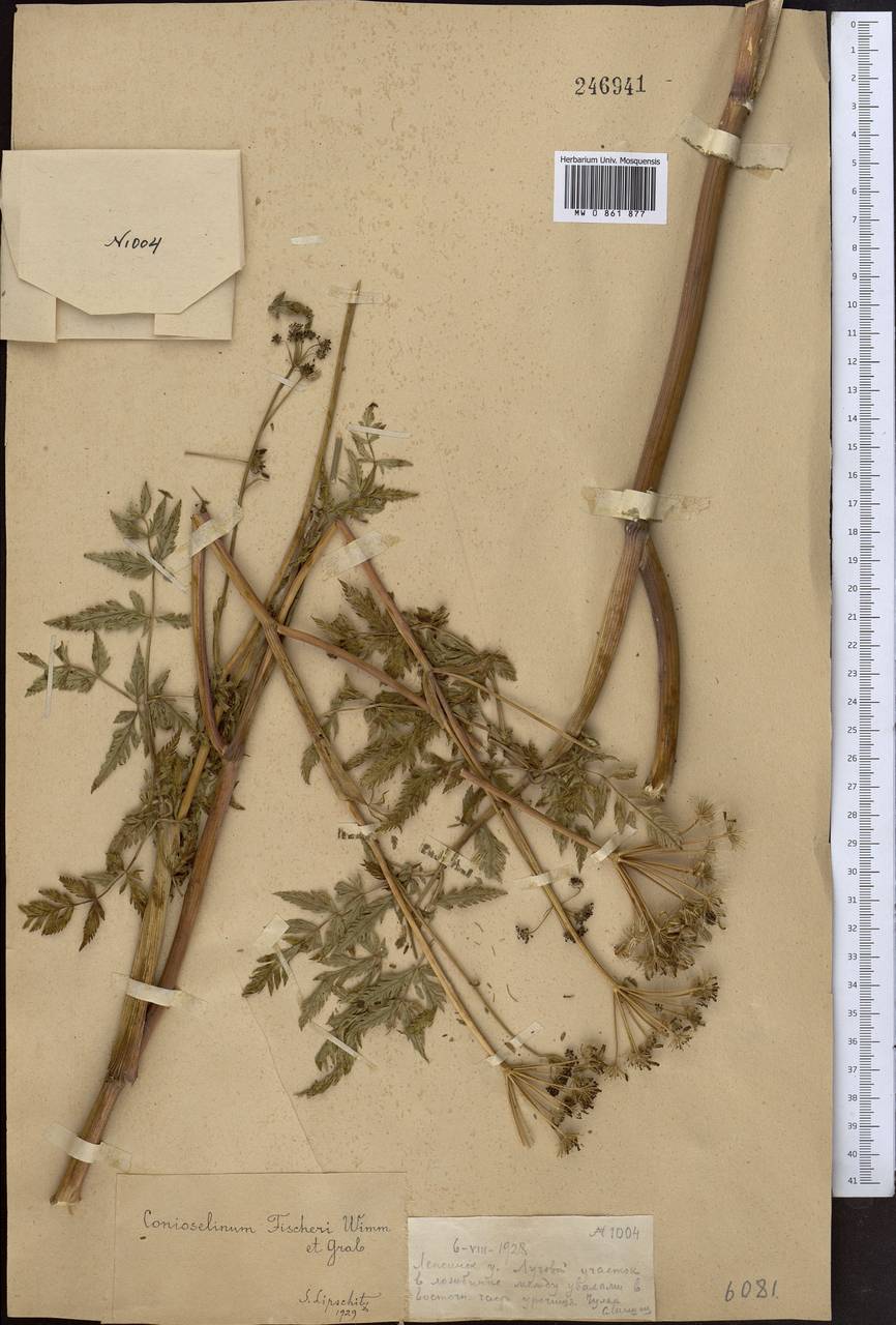 Conioselinum tataricum Hoffm., Middle Asia, Dzungarian Alatau & Tarbagatai (M5) (Kazakhstan)
