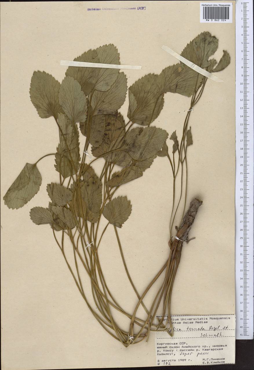 Angelica ternata Regel & Schmalh., Middle Asia, Pamir & Pamiro-Alai (M2) (Kyrgyzstan)