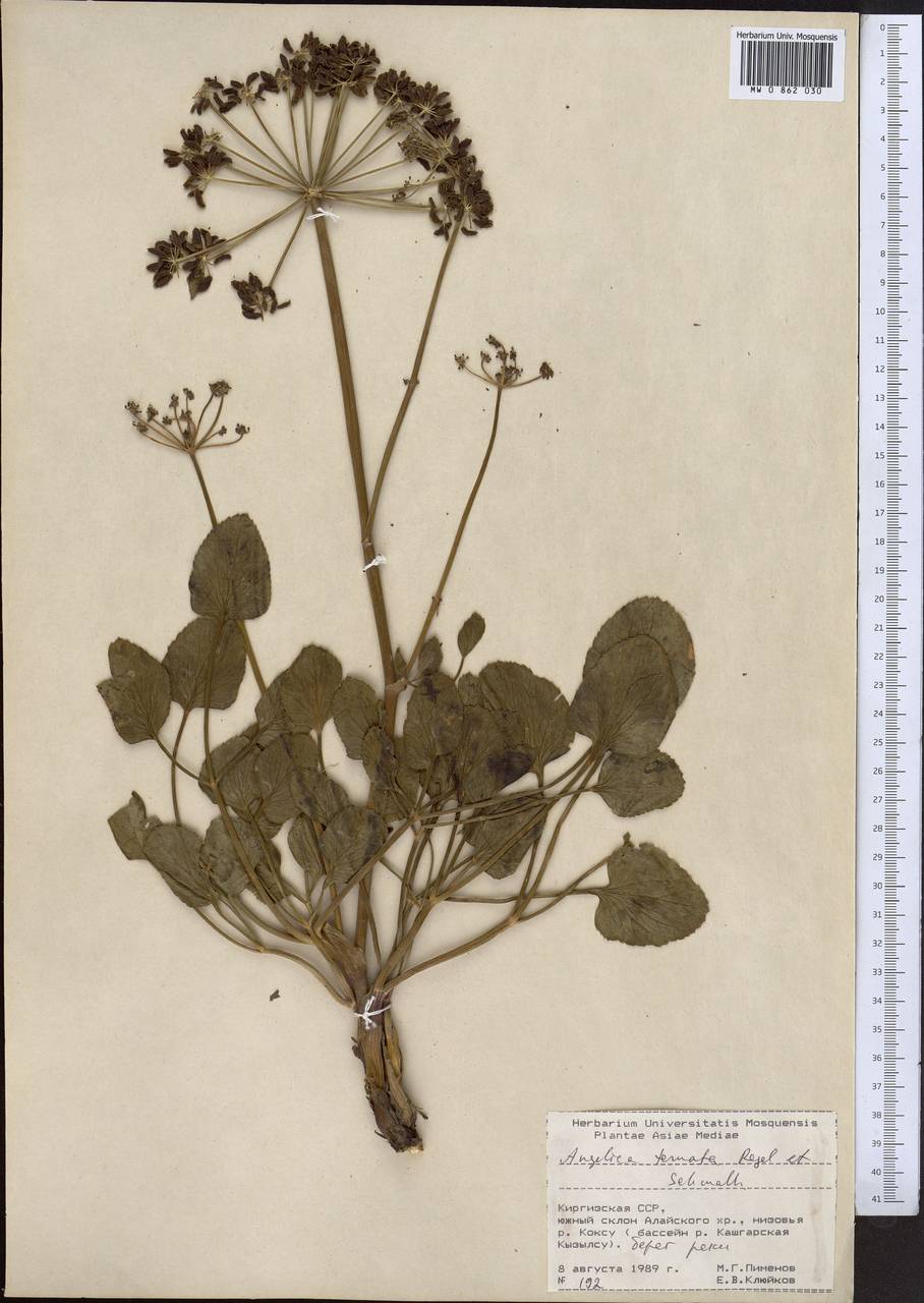 Angelica ternata Regel & Schmalh., Middle Asia, Pamir & Pamiro-Alai (M2) (Kyrgyzstan)