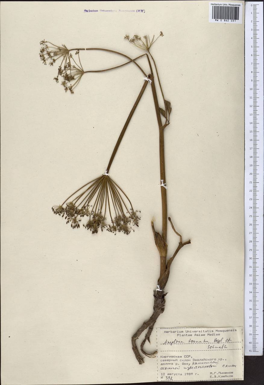 Angelica ternata Regel & Schmalh., Middle Asia, Pamir & Pamiro-Alai (M2) (Kyrgyzstan)