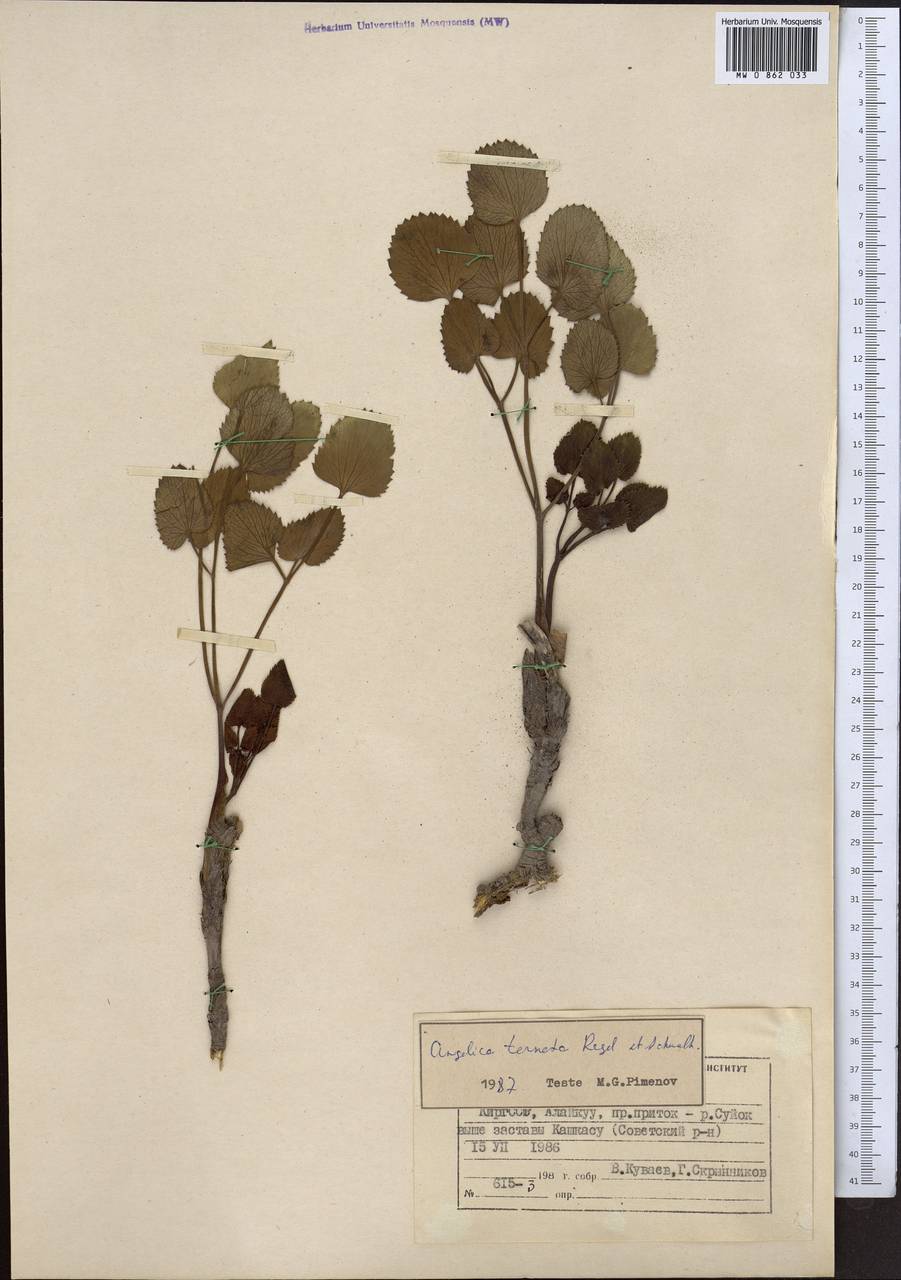 Angelica ternata Regel & Schmalh., Middle Asia, Pamir & Pamiro-Alai (M2) (Kyrgyzstan)