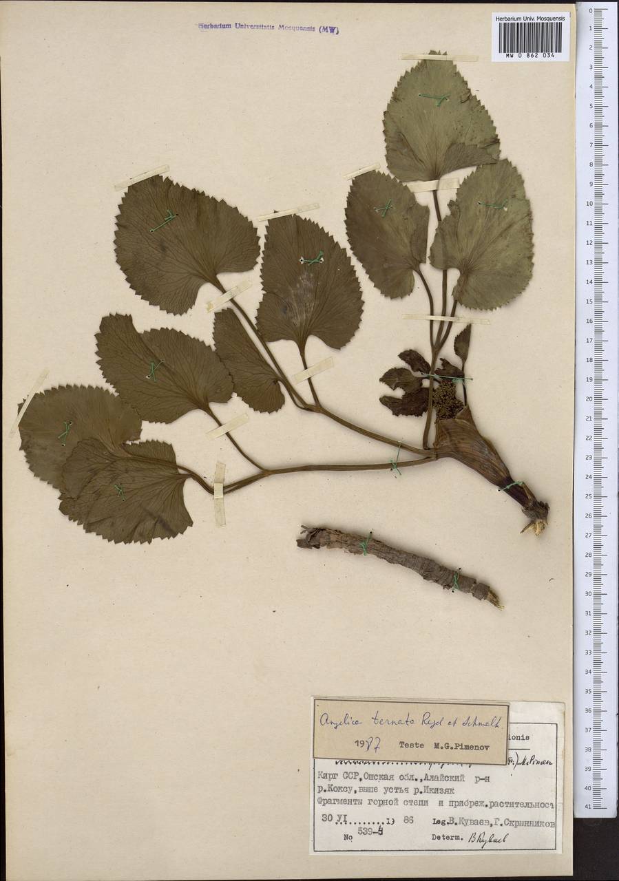 Angelica ternata Regel & Schmalh., Middle Asia, Northern & Central Tian Shan (M4) (Kyrgyzstan)