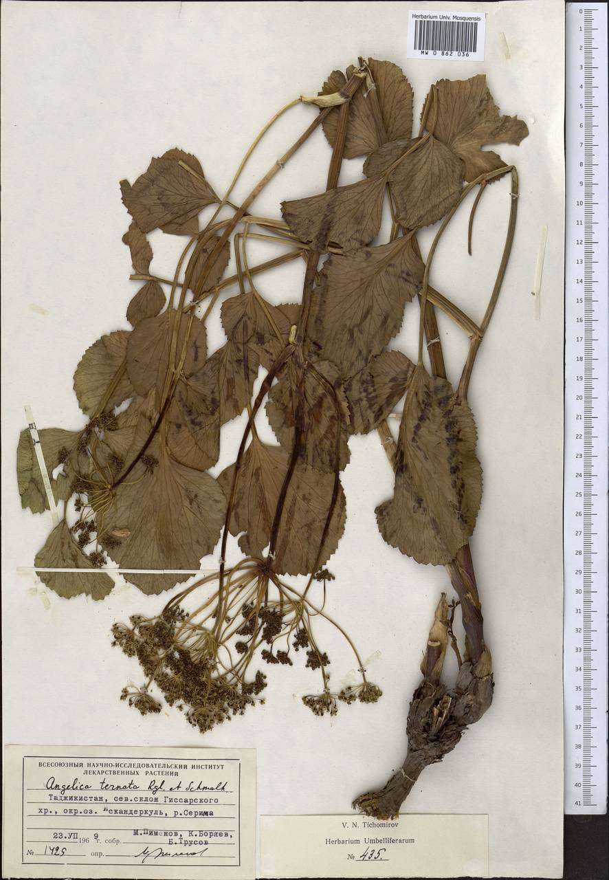 Angelica ternata Regel & Schmalh., Middle Asia, Pamir & Pamiro-Alai (M2) (Tajikistan)