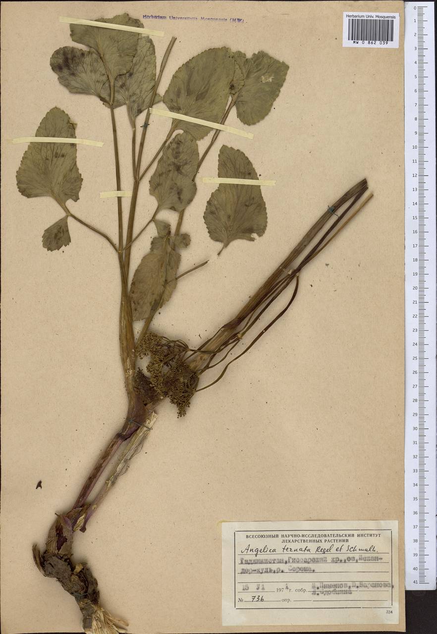 Angelica ternata Regel & Schmalh., Middle Asia, Pamir & Pamiro-Alai (M2) (Tajikistan)
