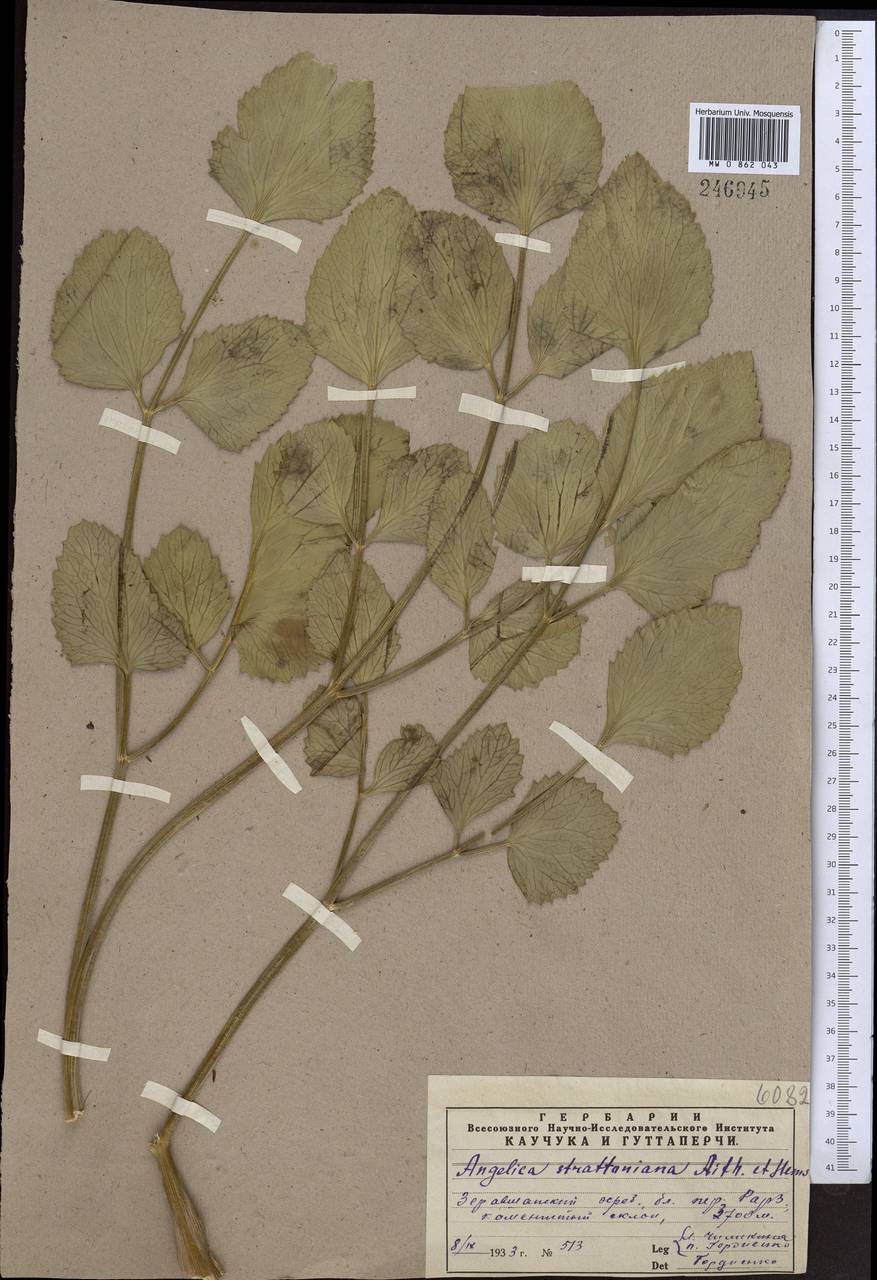 Angelica ternata Regel & Schmalh., Middle Asia, Pamir & Pamiro-Alai (M2) (Tajikistan)