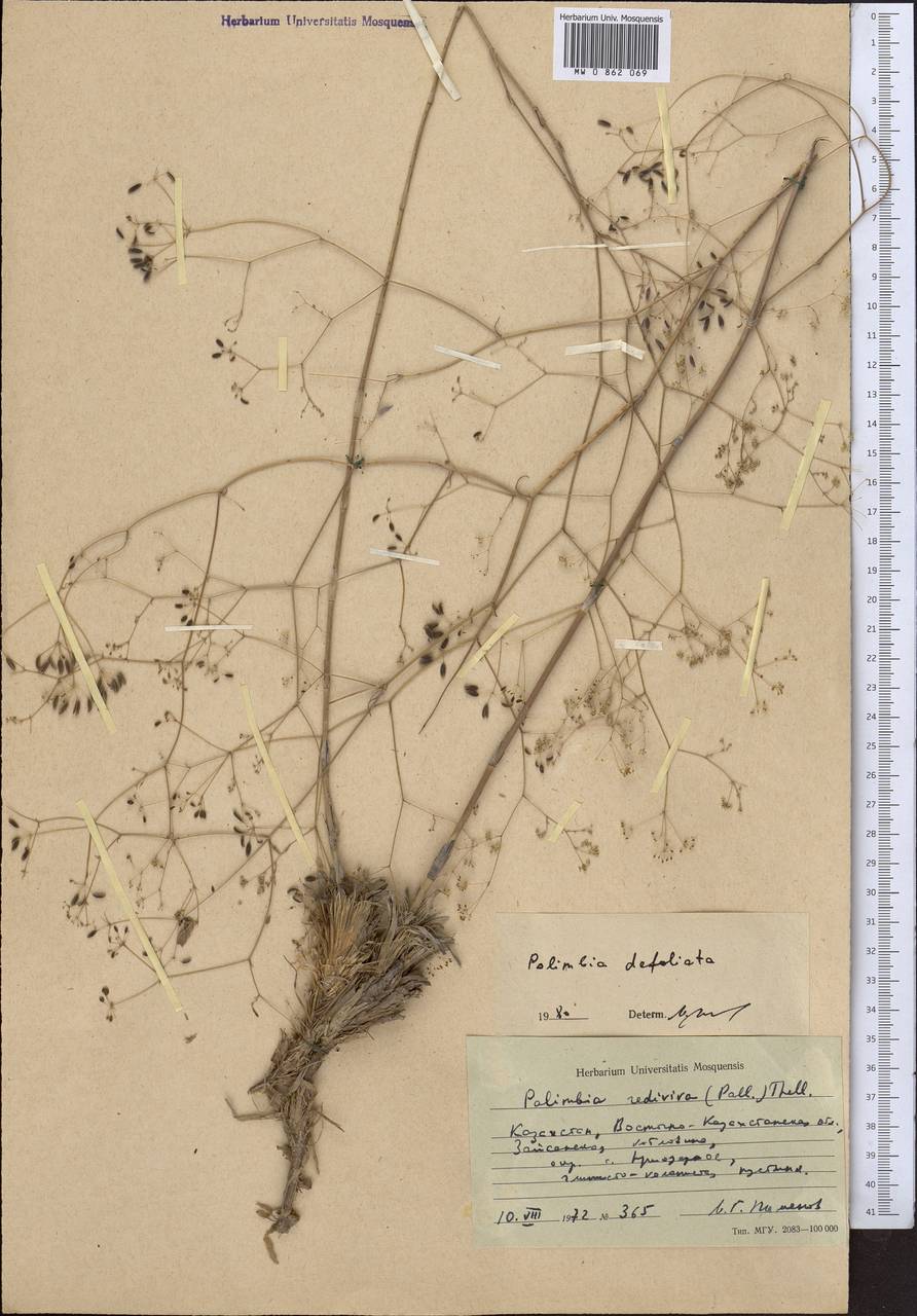Palimbia defoliata (Ledeb.) Korovin, Middle Asia, Muyunkumy, Balkhash & Betpak-Dala (M9) (Kazakhstan)