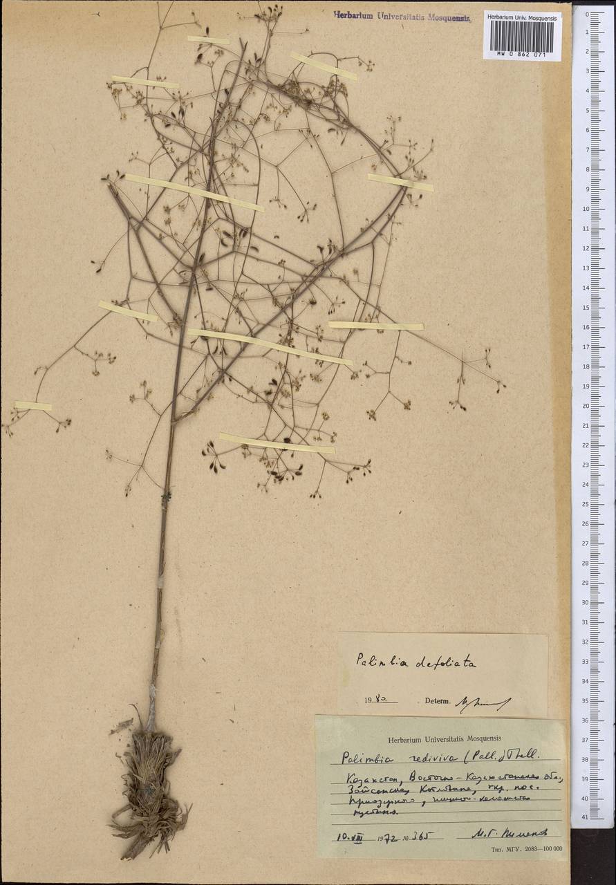 Palimbia defoliata (Ledeb.) Korovin, Middle Asia, Muyunkumy, Balkhash & Betpak-Dala (M9) (Kazakhstan)