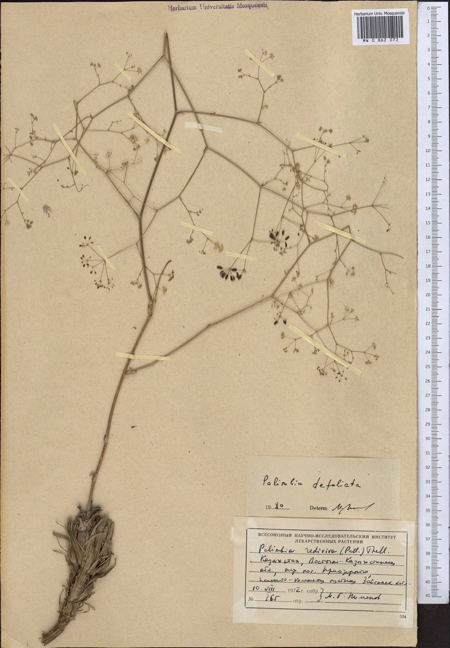 Palimbia defoliata (Ledeb.) Korovin, Middle Asia, Muyunkumy, Balkhash & Betpak-Dala (M9) (Kazakhstan)
