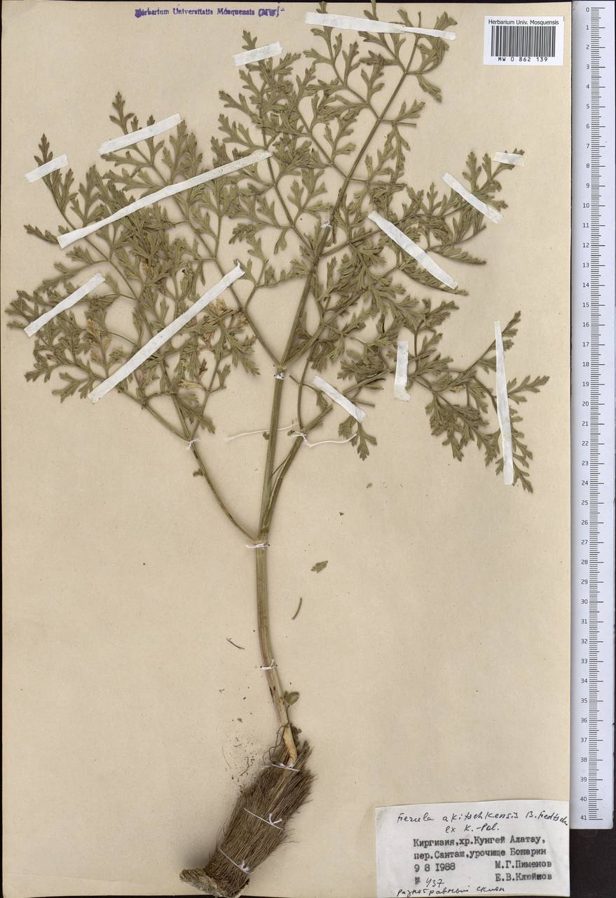 Ferula akitschkensis B.Fedtsch. ex Koso-Pol., Middle Asia, Northern & Central Tian Shan (M4) (Kyrgyzstan)