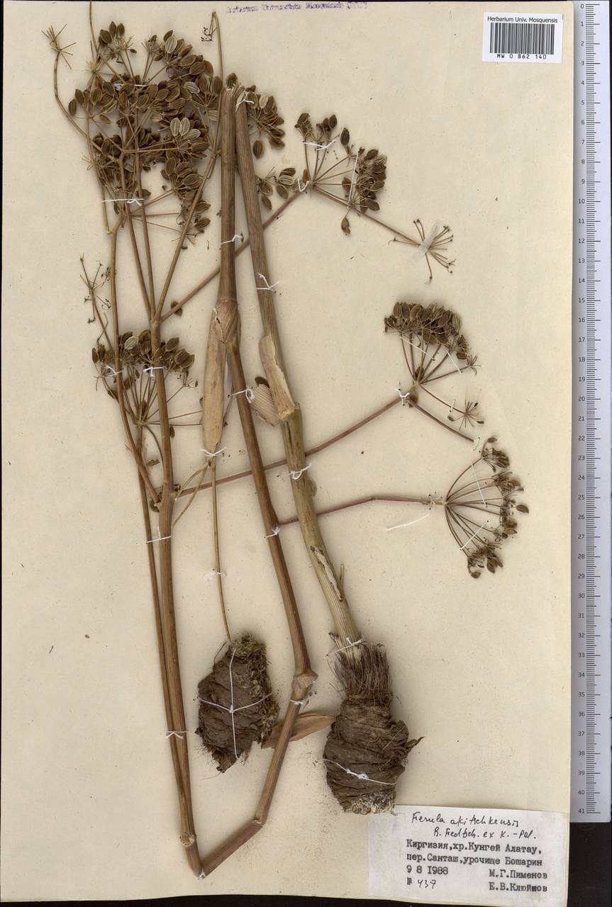 Ferula akitschkensis B.Fedtsch. ex Koso-Pol., Middle Asia, Northern & Central Tian Shan (M4) (Kyrgyzstan)