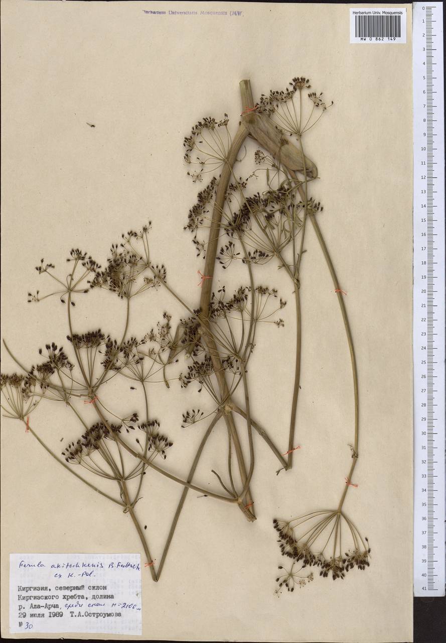 Ferula akitschkensis B.Fedtsch. ex Koso-Pol., Middle Asia, Northern & Central Tian Shan (M4) (Kyrgyzstan)