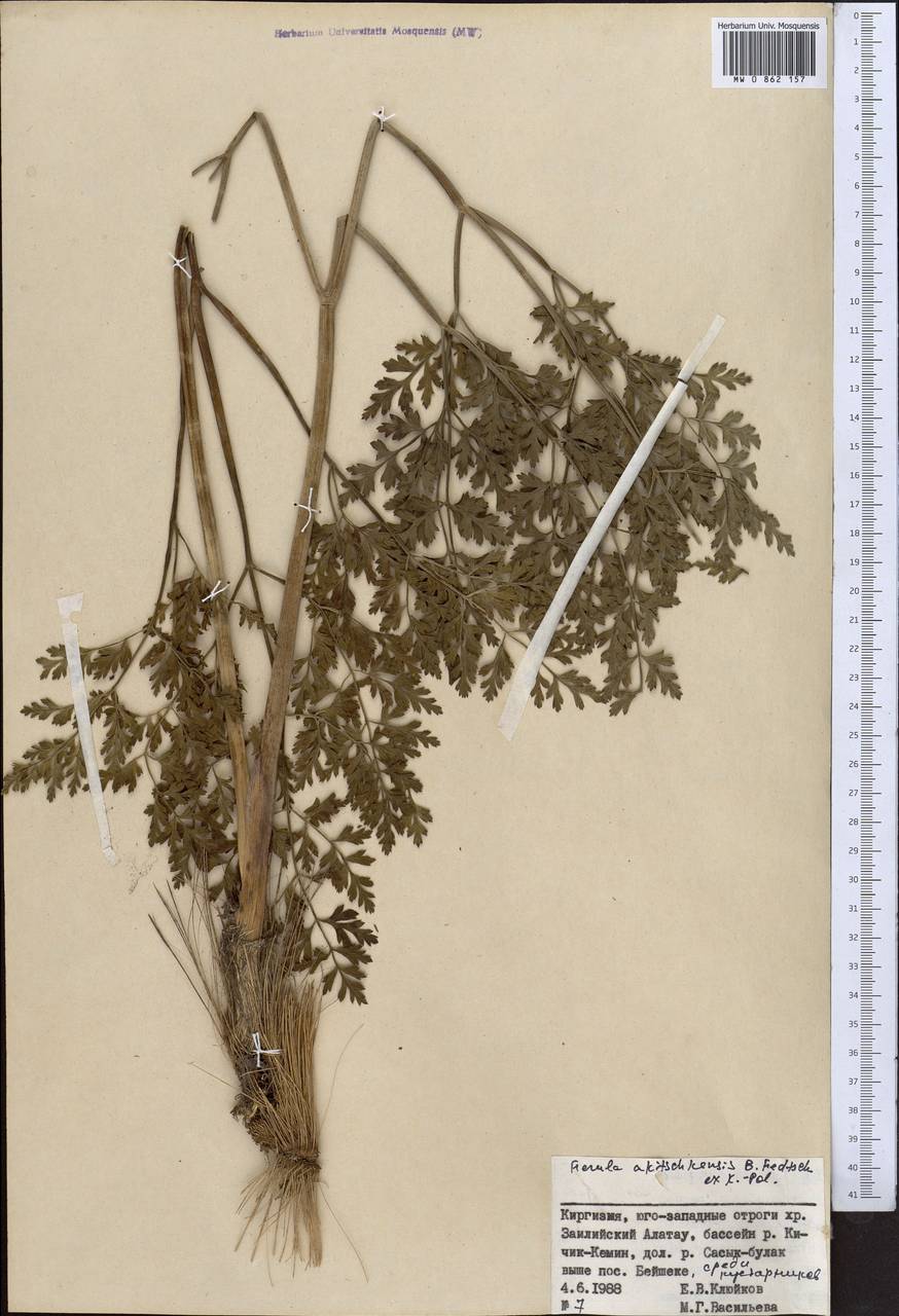 Ferula akitschkensis B.Fedtsch. ex Koso-Pol., Middle Asia, Northern & Central Tian Shan (M4) (Kyrgyzstan)