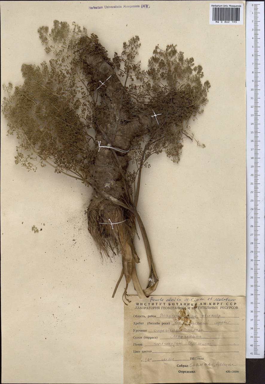 Ferula alaica Pimenov & Melibaev, Middle Asia, Western Tian Shan & Karatau (M3) (Kyrgyzstan)
