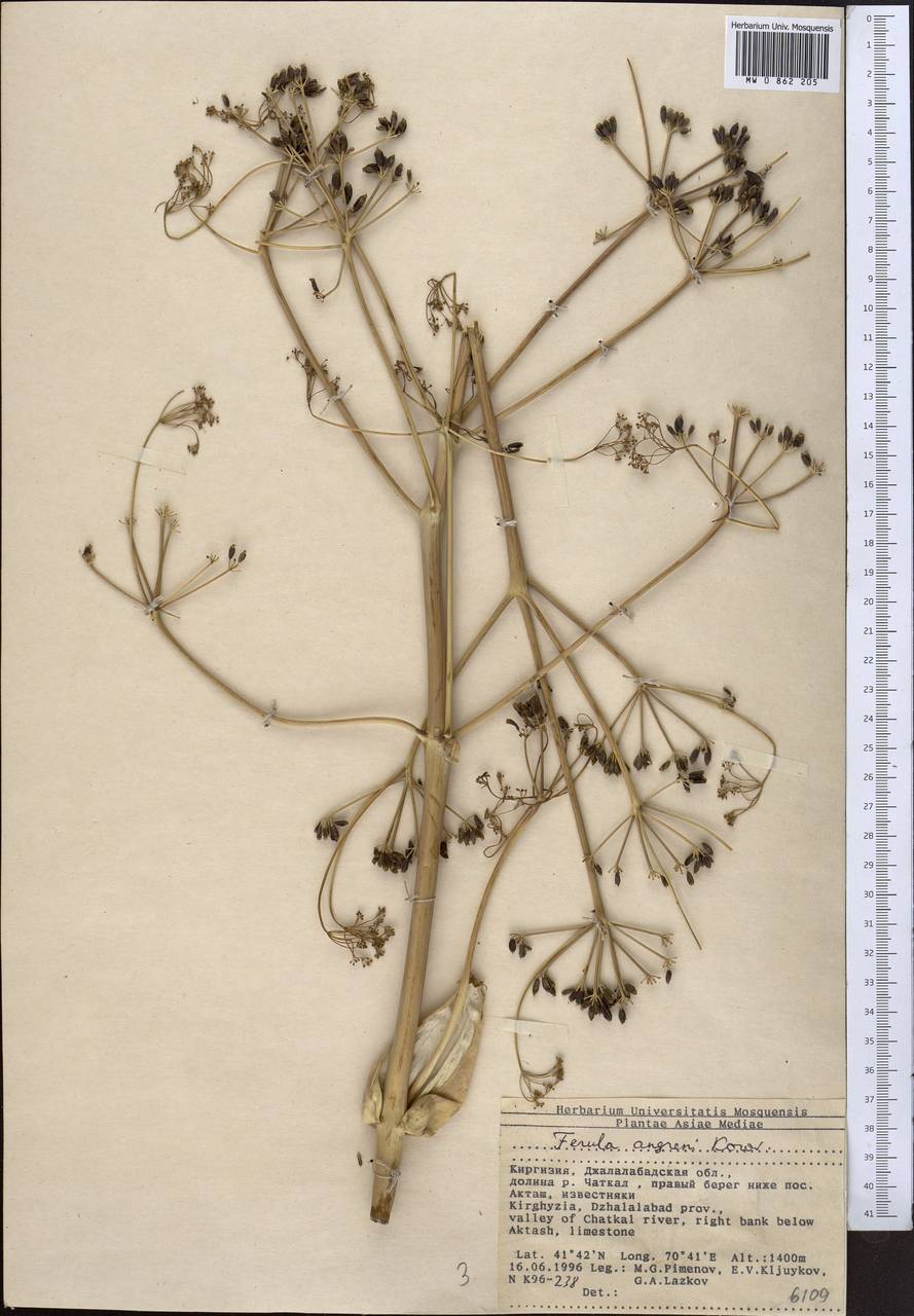 Ferula angreni Korovin, Middle Asia, Western Tian Shan & Karatau (M3) (Kyrgyzstan)