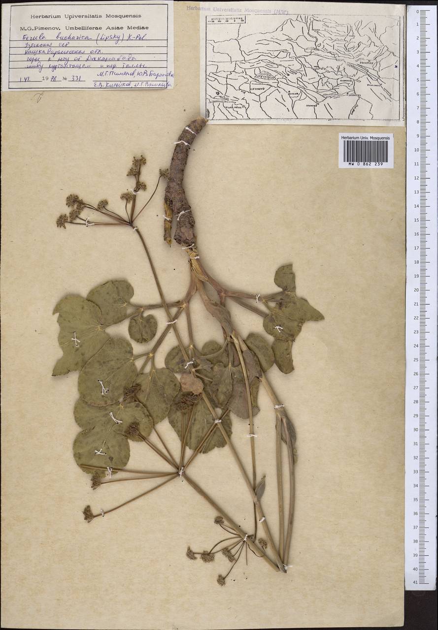 Ferula botschantzevii Korovin, Middle Asia, Pamir & Pamiro-Alai (M2) (Uzbekistan)