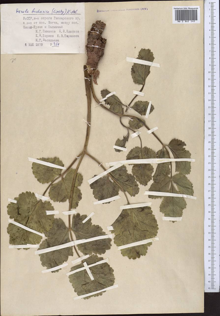 Ferula botschantzevii Korovin, Middle Asia, Pamir & Pamiro-Alai (M2) (Uzbekistan)