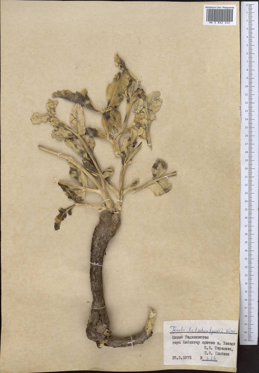 Ferula botschantzevii Korovin, Middle Asia, Pamir & Pamiro-Alai (M2) (Tajikistan)