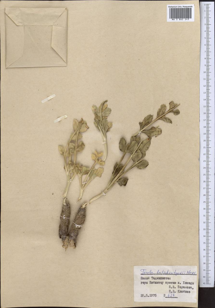 Ferula botschantzevii Korovin, Middle Asia, Pamir & Pamiro-Alai (M2) (Tajikistan)
