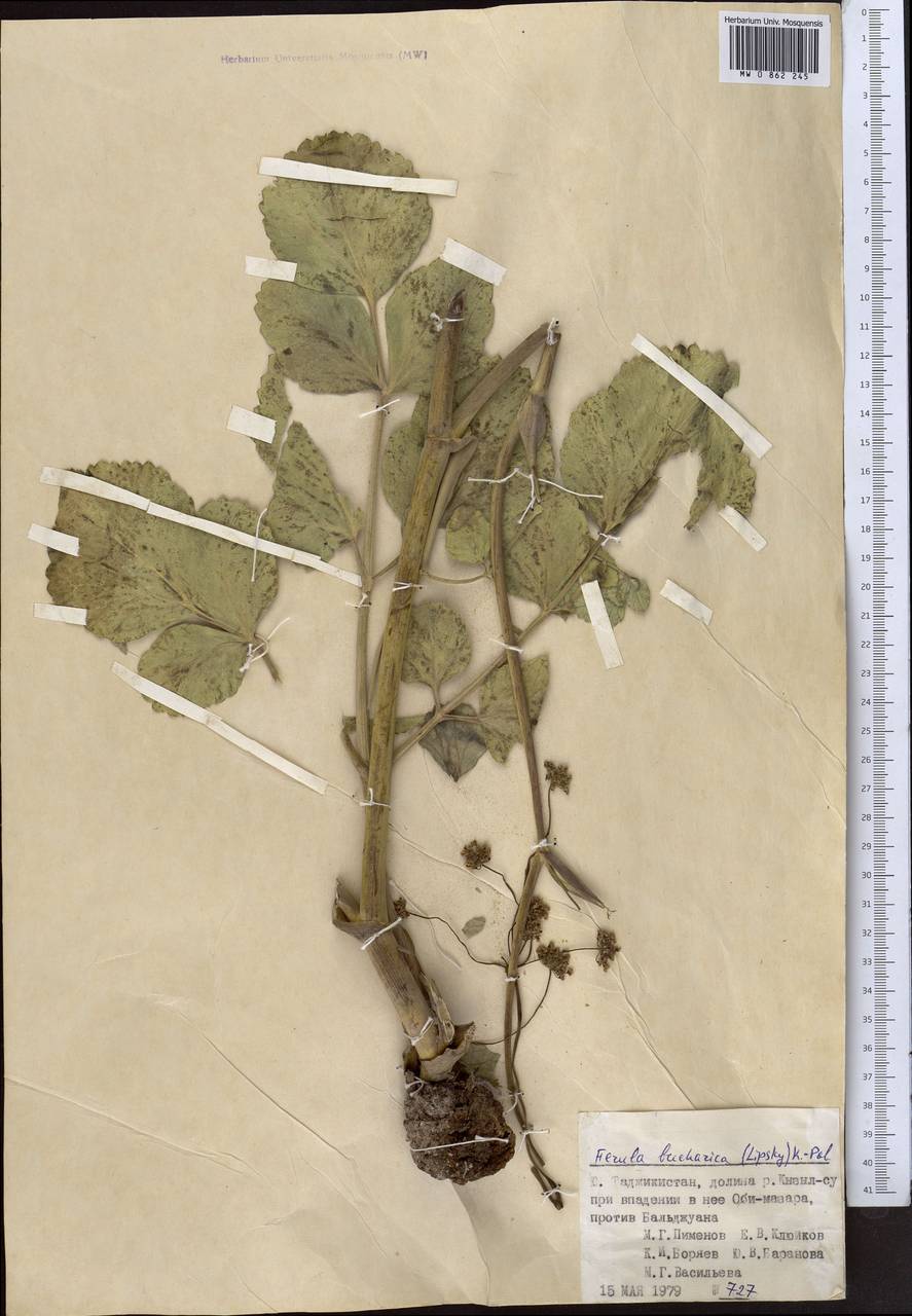 Ladyginia bucharica Lipsky, Middle Asia, Pamir & Pamiro-Alai (M2) (Tajikistan)