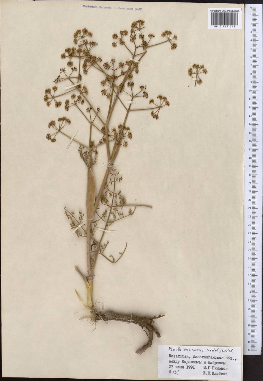 Ferula canescens (Ledeb.) Ledeb., Middle Asia, Muyunkumy, Balkhash & Betpak-Dala (M9) (Kazakhstan)