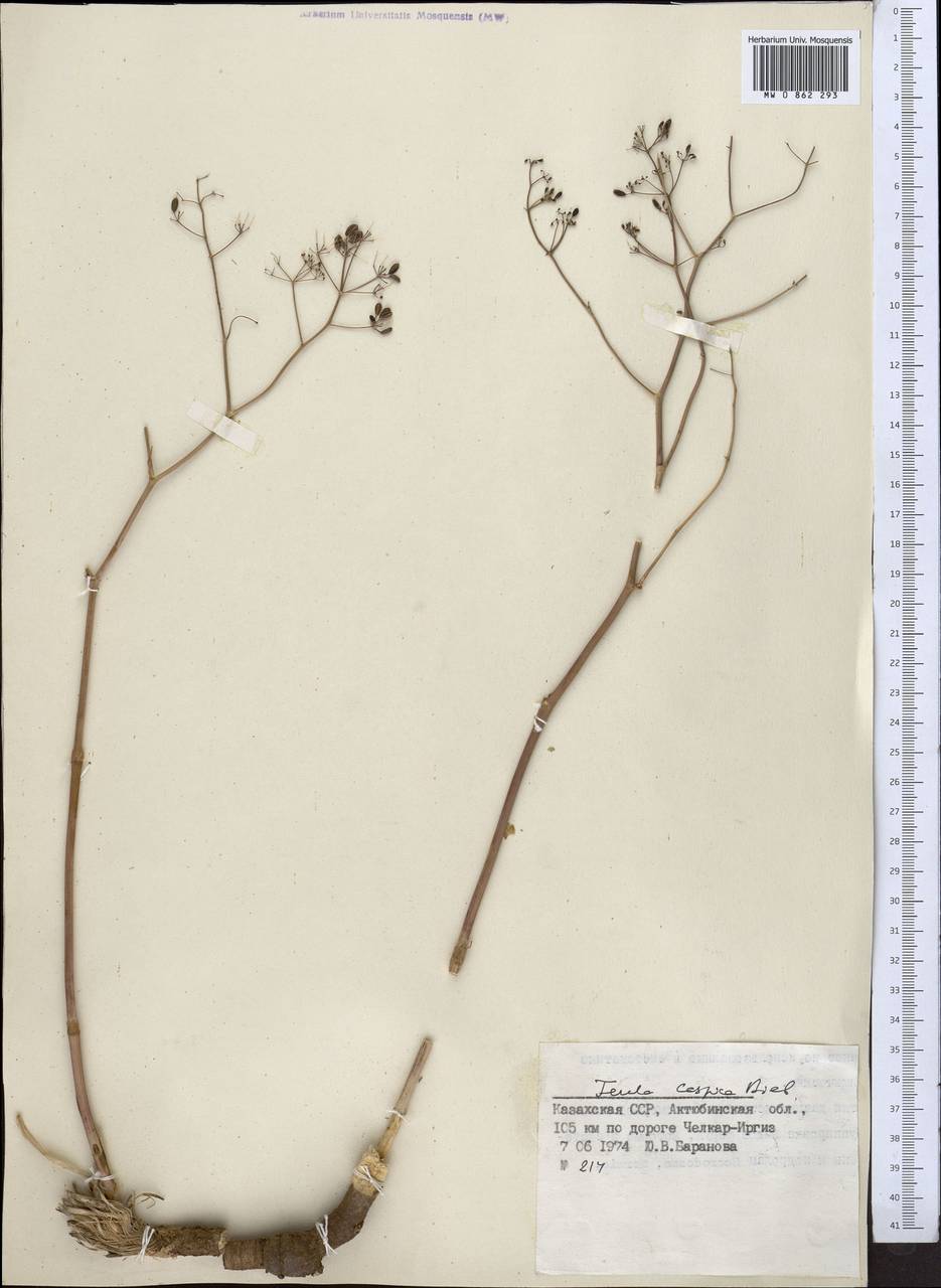 Ferula caspica M. Bieb., Middle Asia, Caspian Ustyurt & Northern Aralia (M8) (Kazakhstan)
