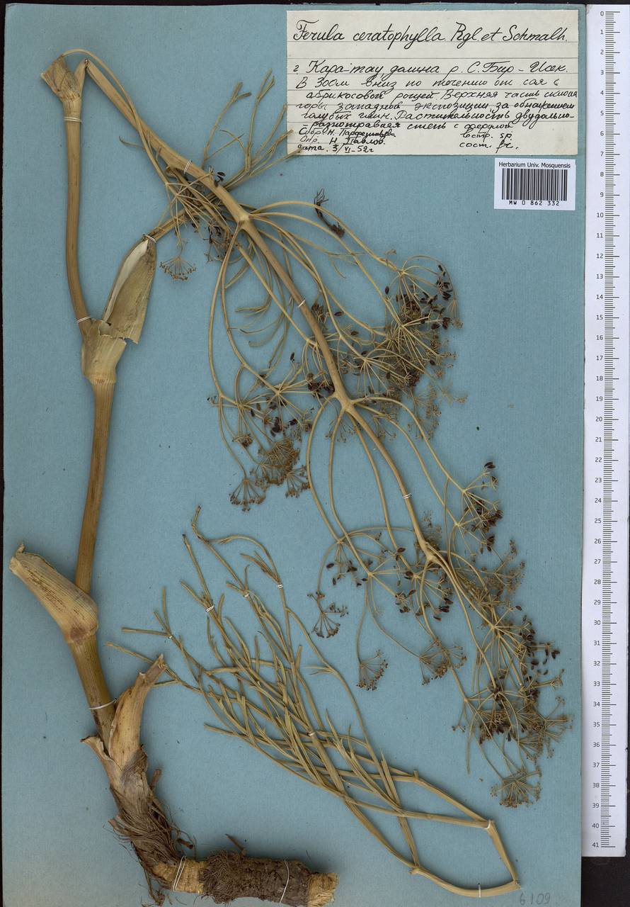 Ferula ceratophylla Regel & Schmalh., Middle Asia, Western Tian Shan & Karatau (M3) (Kazakhstan)