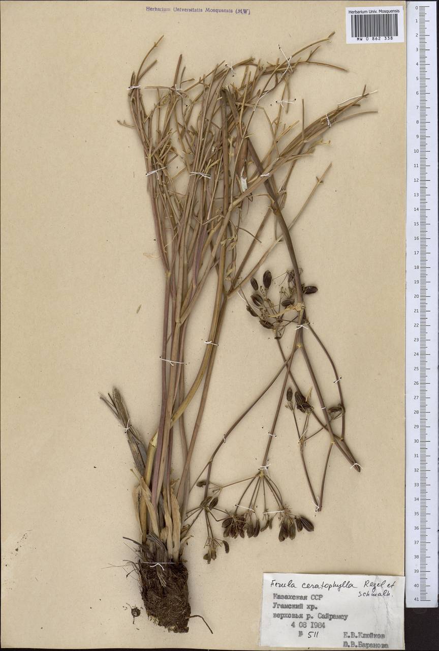 Ferula ceratophylla Regel & Schmalh., Middle Asia, Western Tian Shan & Karatau (M3) (Kazakhstan)