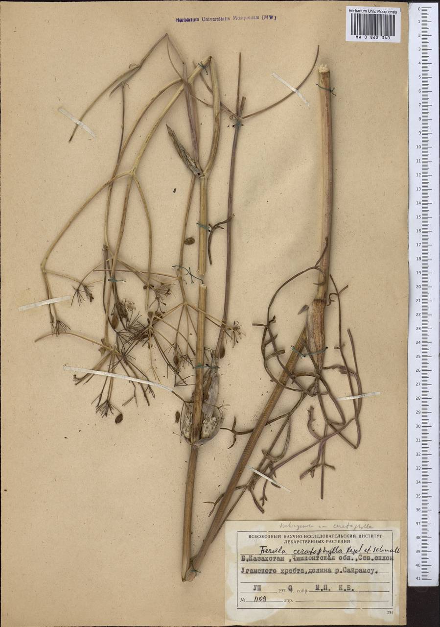 Ferula ceratophylla Regel & Schmalh., Middle Asia, Western Tian Shan & Karatau (M3) (Kazakhstan)