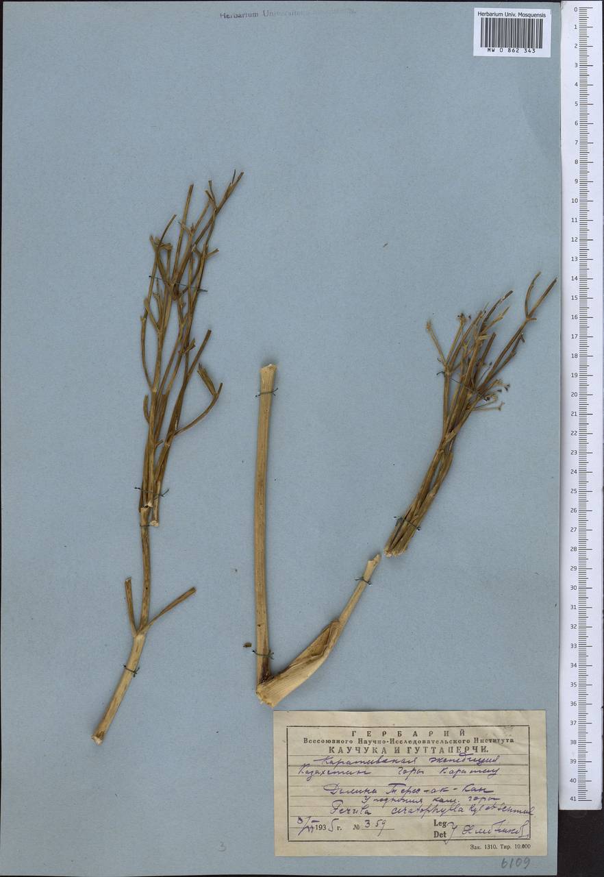Ferula ceratophylla Regel & Schmalh., Middle Asia, Western Tian Shan & Karatau (M3) (Kazakhstan)
