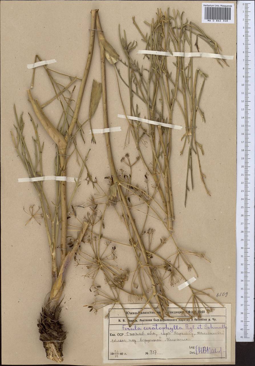 Ferula ceratophylla Regel & Schmalh., Middle Asia, Western Tian Shan & Karatau (M3) (Kazakhstan)
