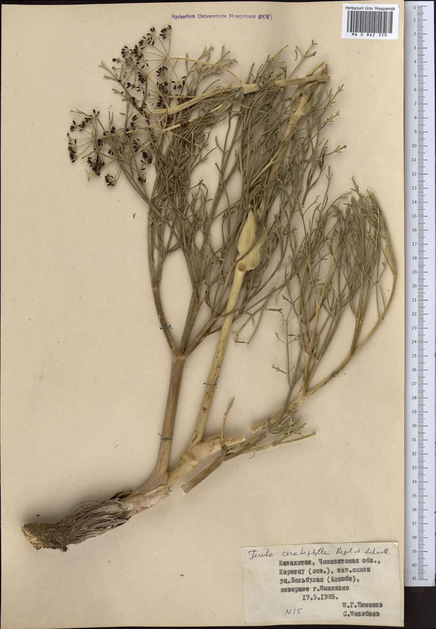 Ferula ceratophylla Regel & Schmalh., Middle Asia, Western Tian Shan & Karatau (M3) (Kazakhstan)