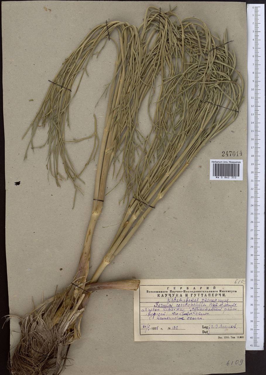 Ferula ceratophylla Regel & Schmalh., Middle Asia, Western Tian Shan & Karatau (M3) (Kazakhstan)