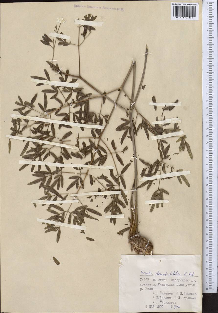 Ferula clematidifolia Koso-Pol., Middle Asia, Pamir & Pamiro-Alai (M2) (Uzbekistan)