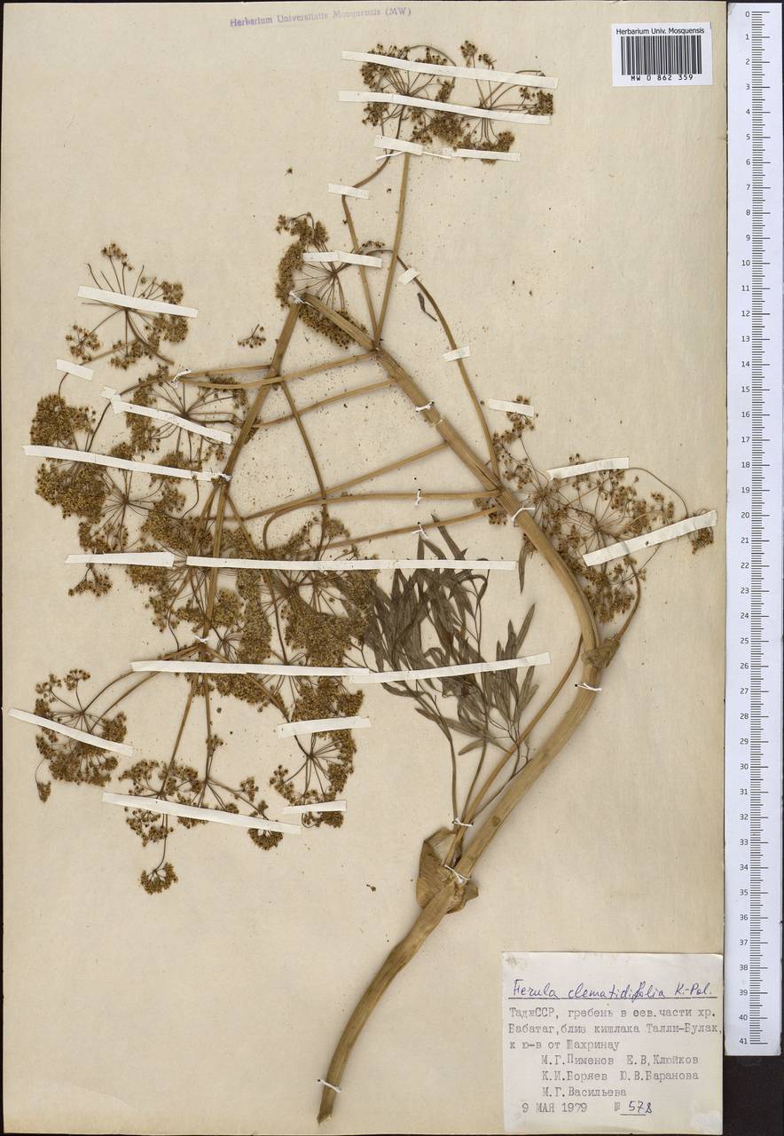 Ferula clematidifolia Koso-Pol., Middle Asia, Pamir & Pamiro-Alai (M2) (Tajikistan)