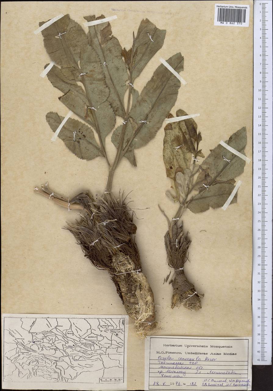 Ferula conocaula Korovin, Middle Asia, Western Tian Shan & Karatau (M3) (Tajikistan)