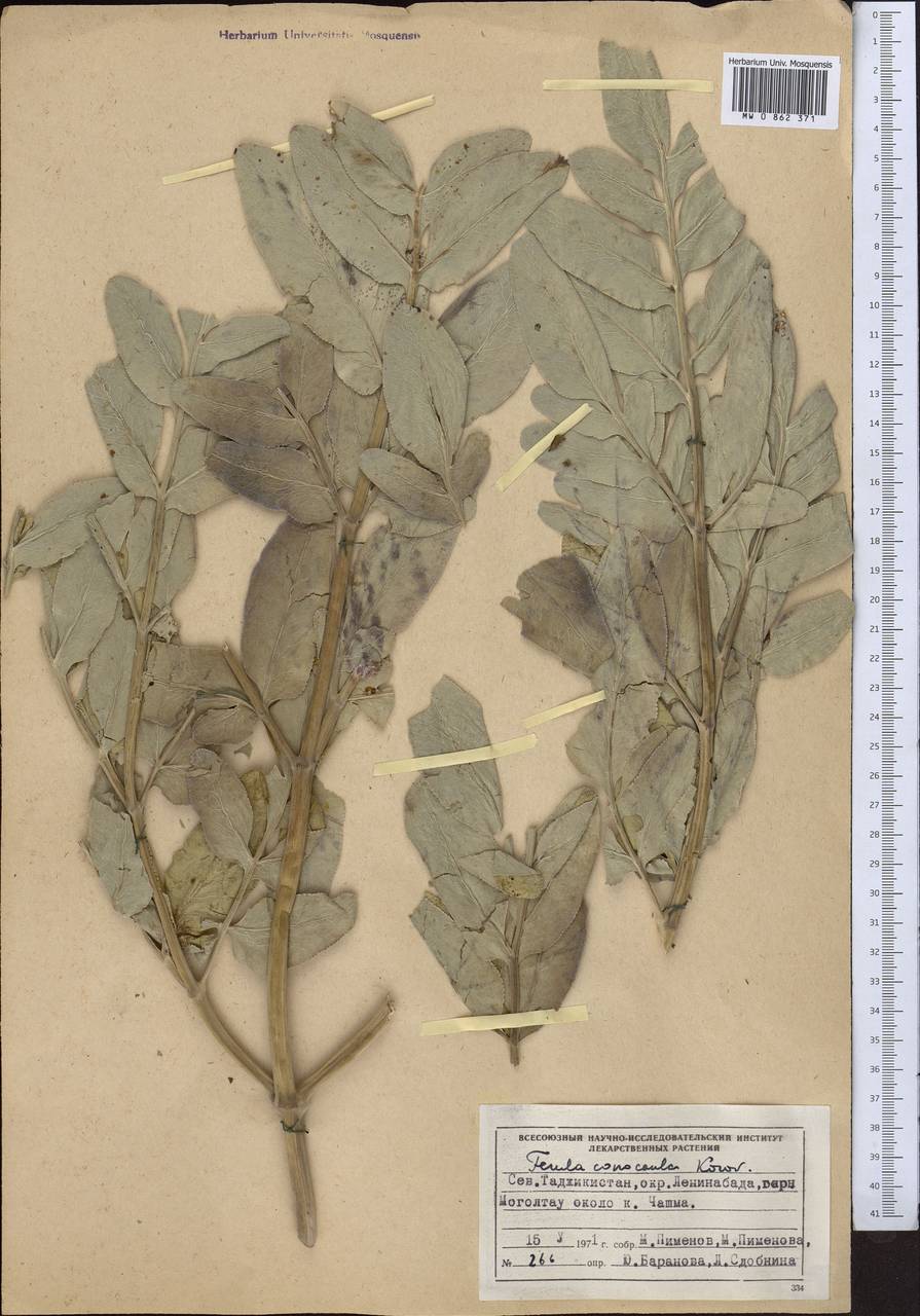 Ferula conocaula Korovin, Middle Asia, Western Tian Shan & Karatau (M3) (Tajikistan)